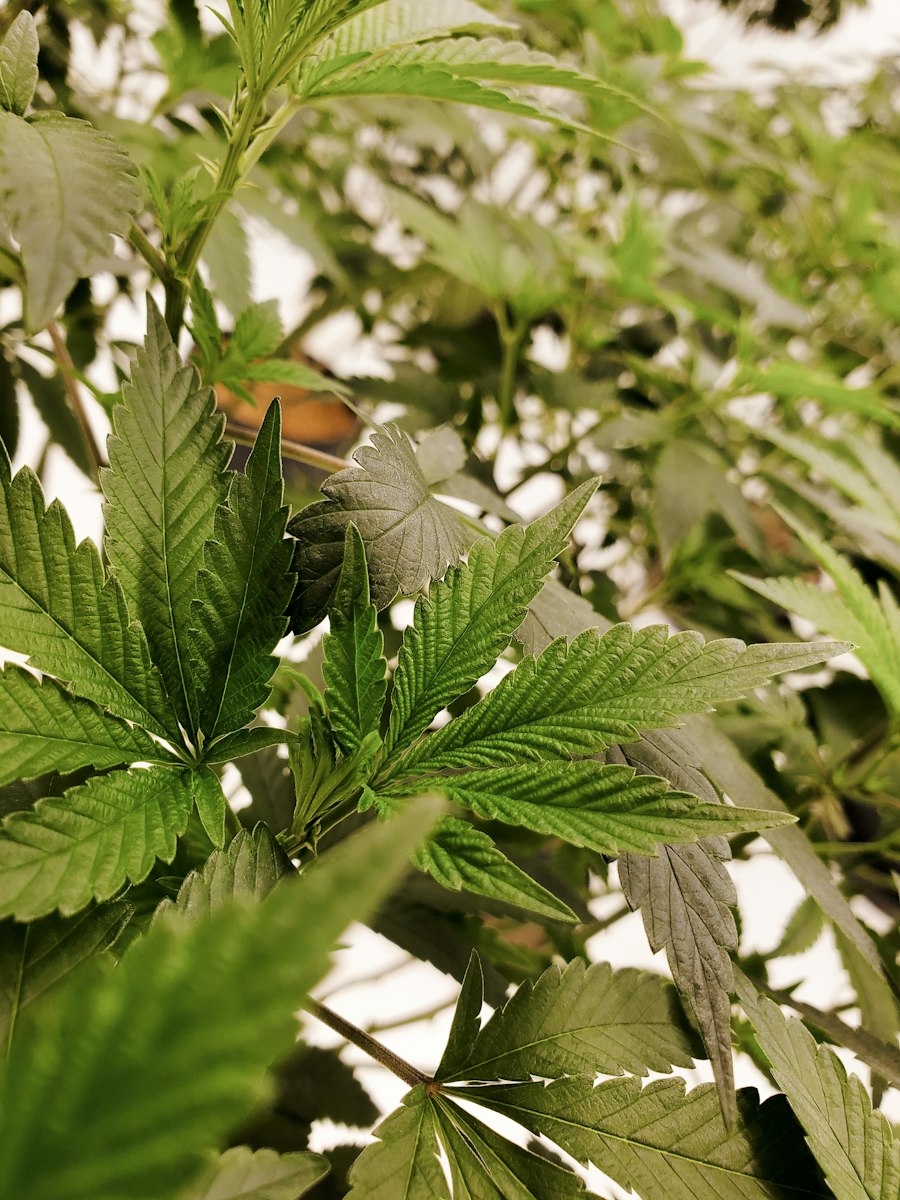 vape pod